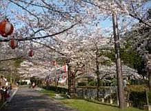 Cherry trees