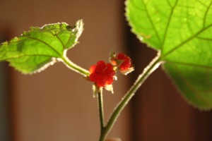 red raspberry with green leaves